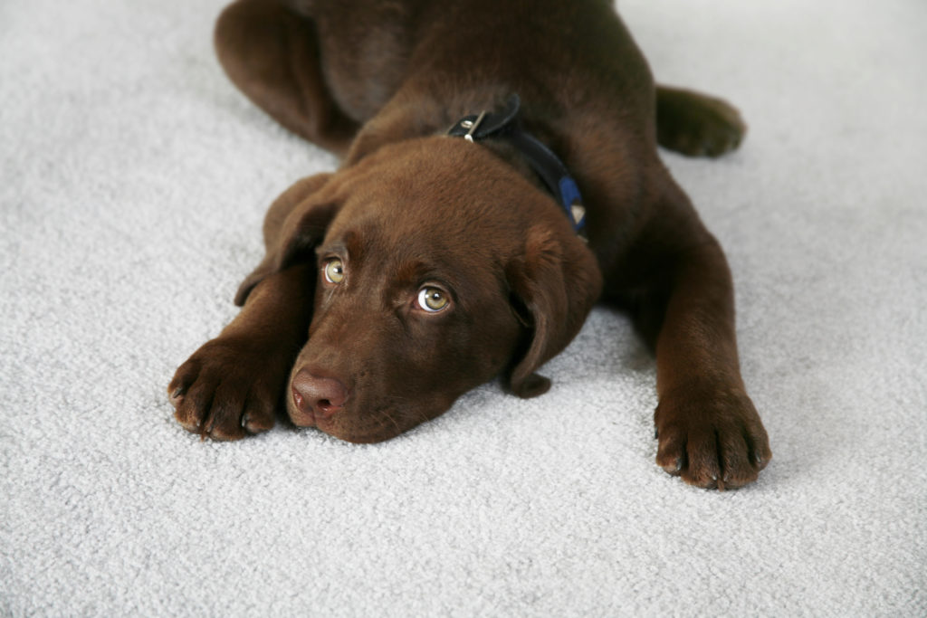 Adorable Chocolate Labrador Retriever Puppy