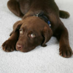 Chem-Dry Marks First Anniversary of Cleaning for the Paws Campaign